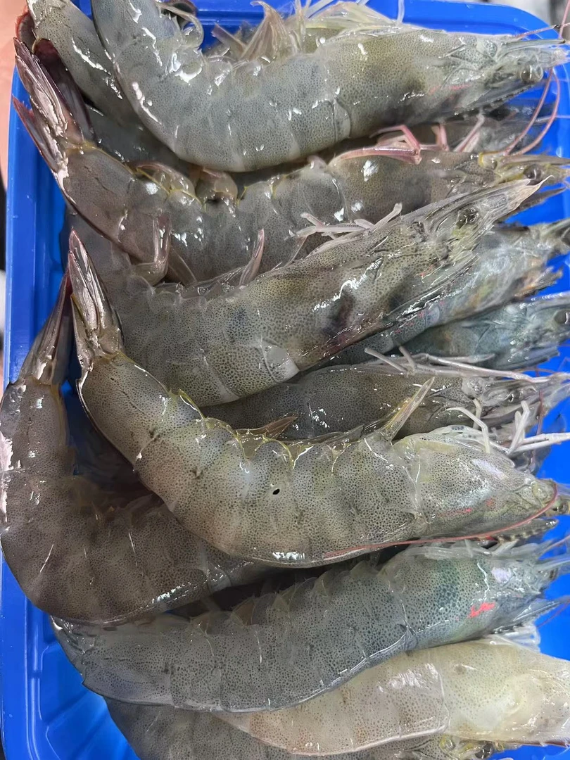 【刚刚睡着的海虾】一斤左右