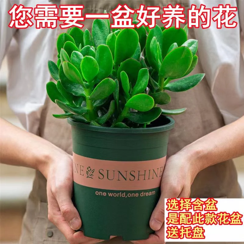 玉树盆栽玻璃翠燕子掌繁殖多修剪肉植物室内防辐射净化空气绿植花