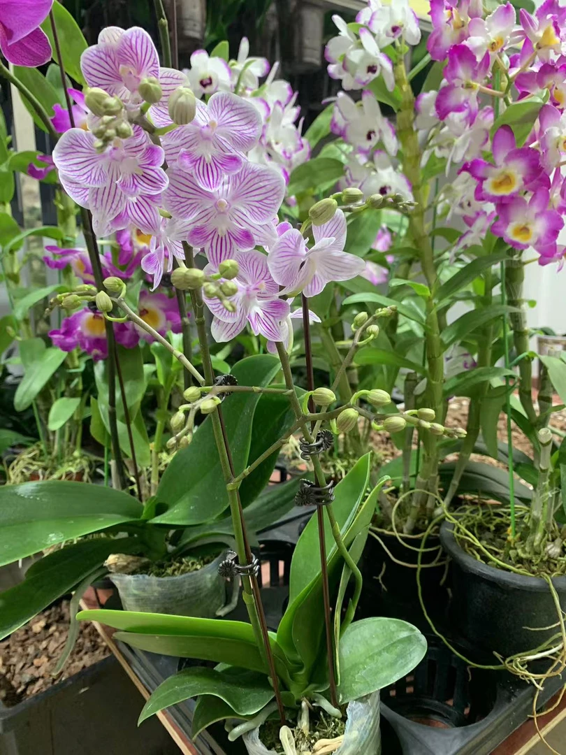 脱毒马罗利小花型树形花蝴蝶兰（不退款不售后）