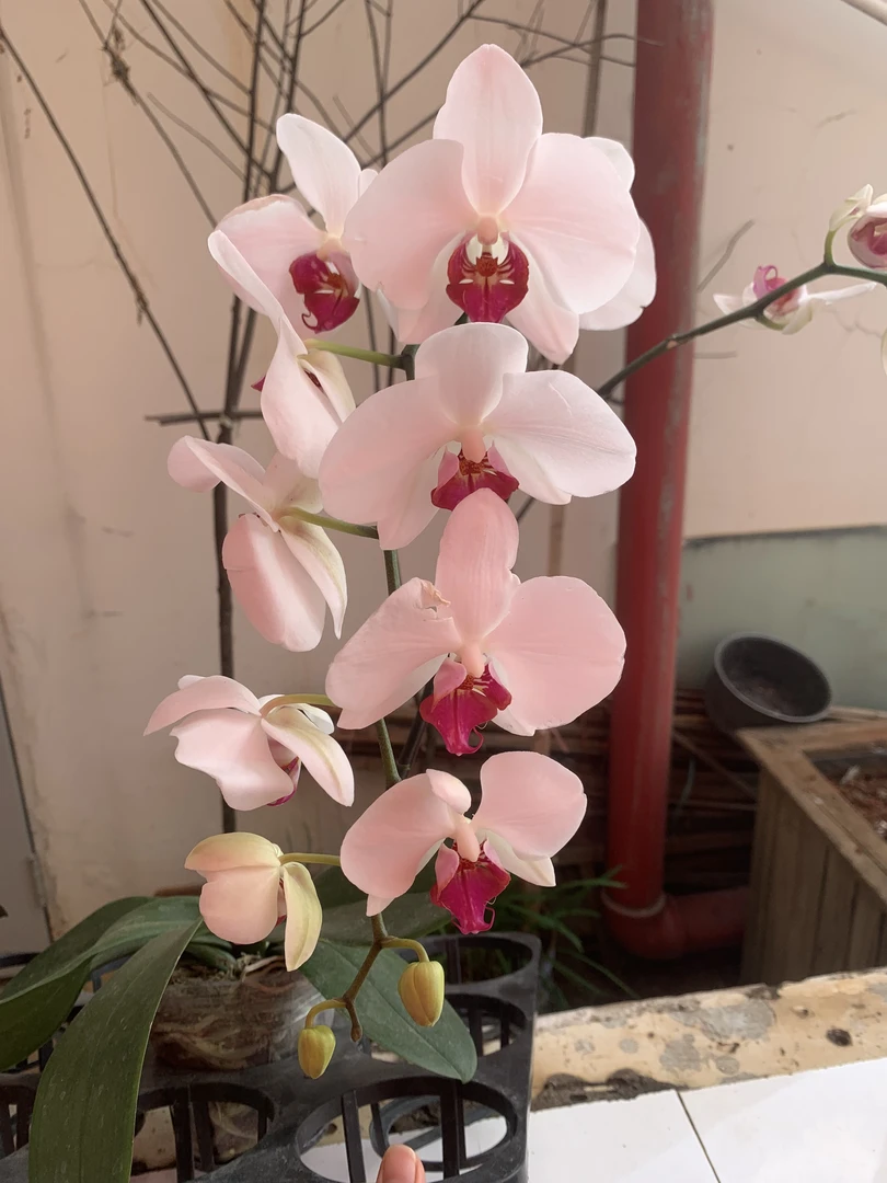 脱毒大雪域蝴蝶兰3.5寸(不售后，不退款)