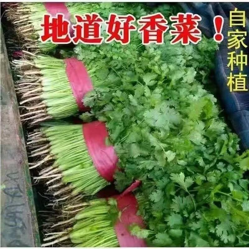 山东带根香菜新鲜蔬菜小叶菜当季现摘青菜芫荽四季调味料火锅食材