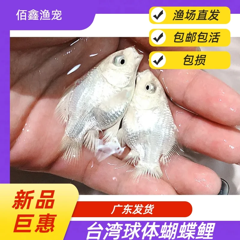 蝴蝶鲤观赏鱼活体冷水淡水鱼好养耐活纯种短身球体大鳍大尾活鱼苗