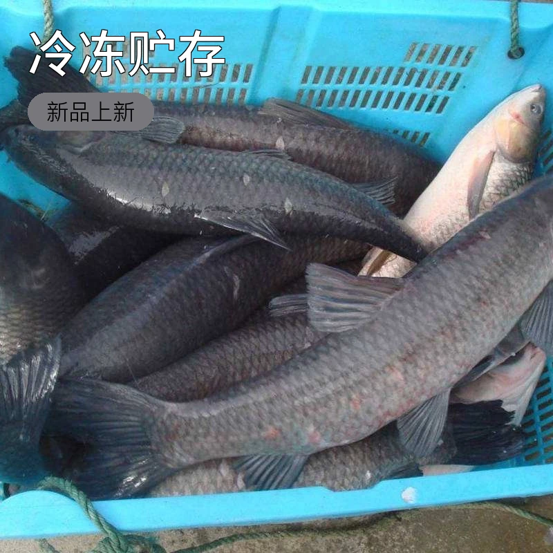 冬捕野生大青鱼5-40斤