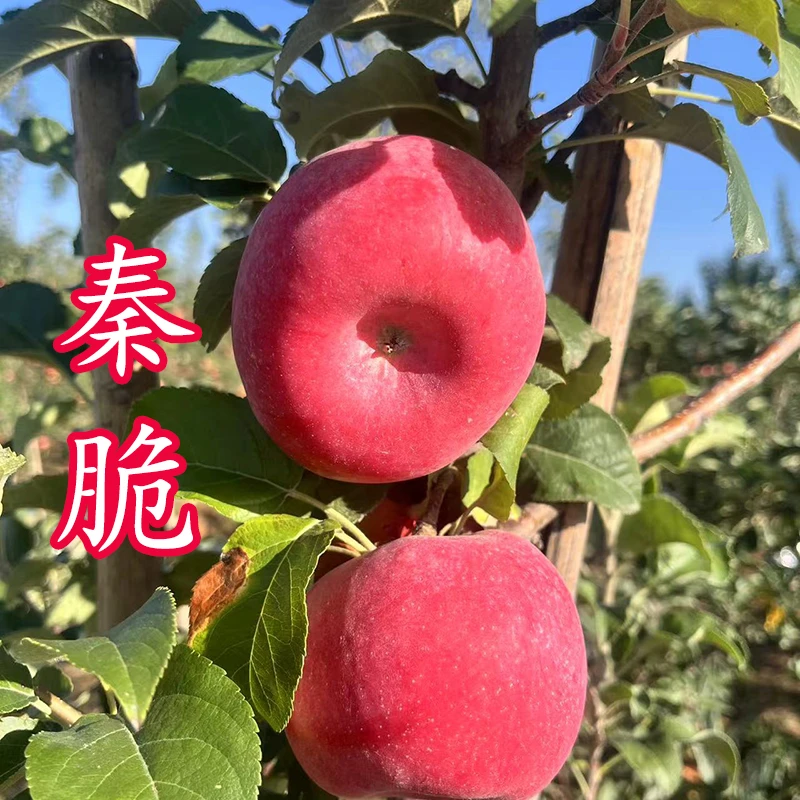 果宝沺秦脆苹果2024年陕西当季秦脆苹果脆甜多汁产地直发5/10斤