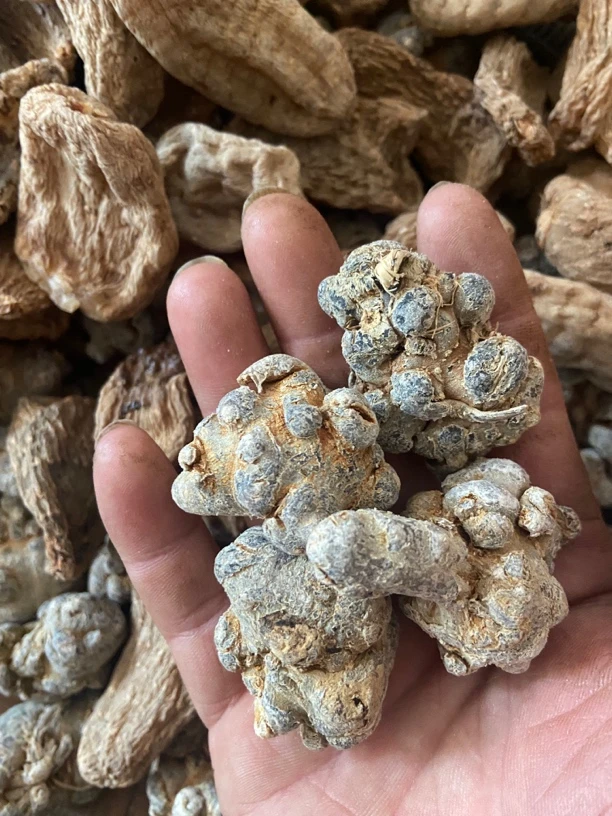 云南文山正宗高山密林三 七根