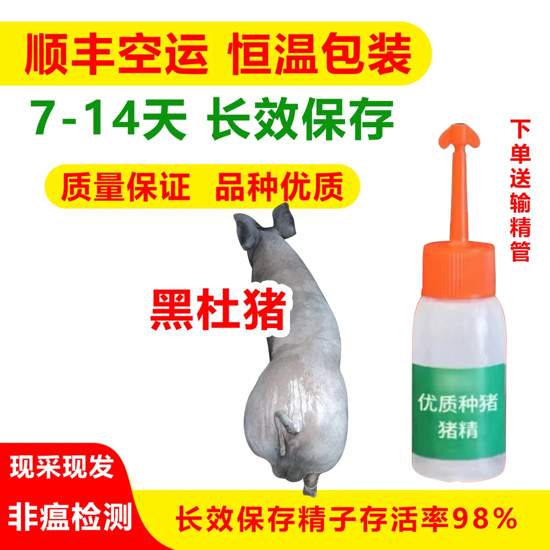 原种优质黑杜种公猪猪精批发