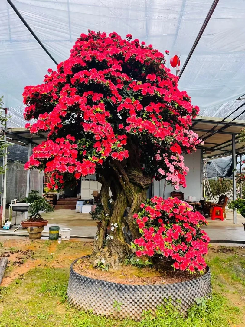 映山红，紫花杜鹃，九里香，黄杨，水杨梅，金弹子，雀梅，白紫薇，继木