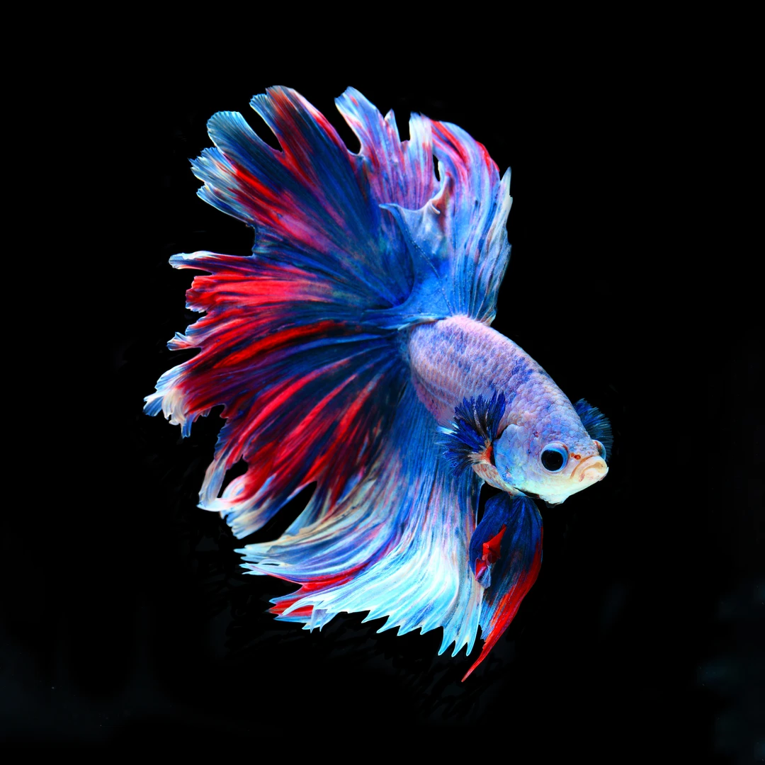 B7（145-168）精品泰国斗鱼小型热带观赏鱼耐活（直播间选鱼）