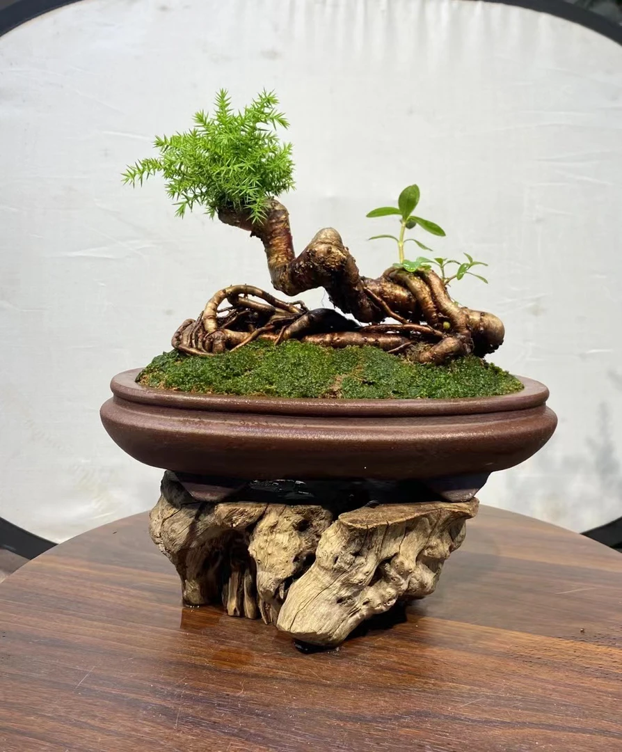 卧龙桩茶台小品澳洲杉盆景根艺桩年功桩