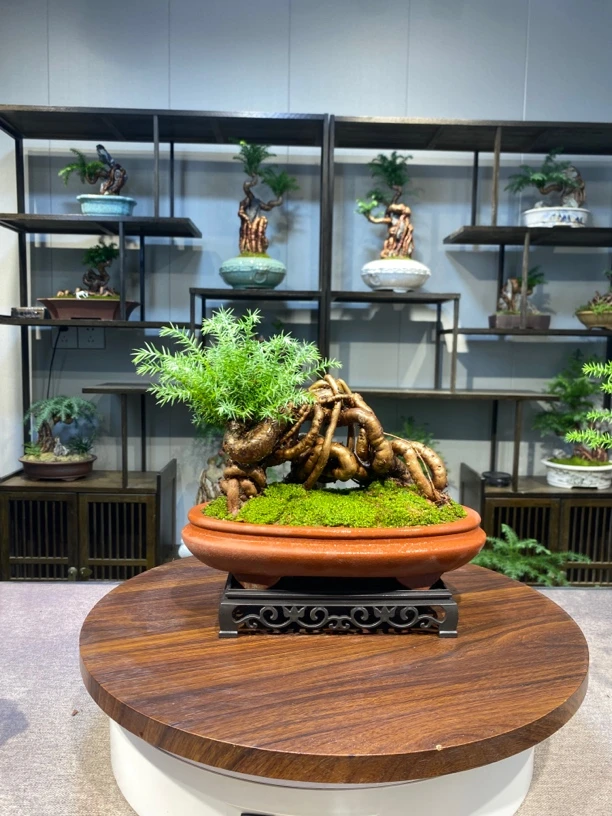 茶台小品精品老桩卧龙桩澳洲杉盆景精品盆景不老松