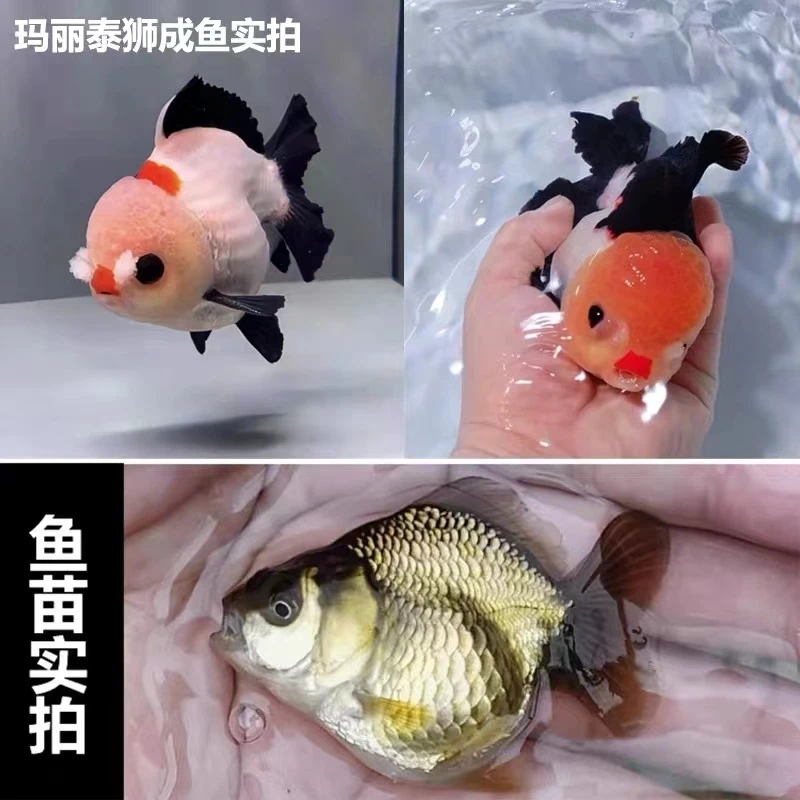 4条一组精品玛丽泰狮F1鱼苗黑白三色精品鱼苗