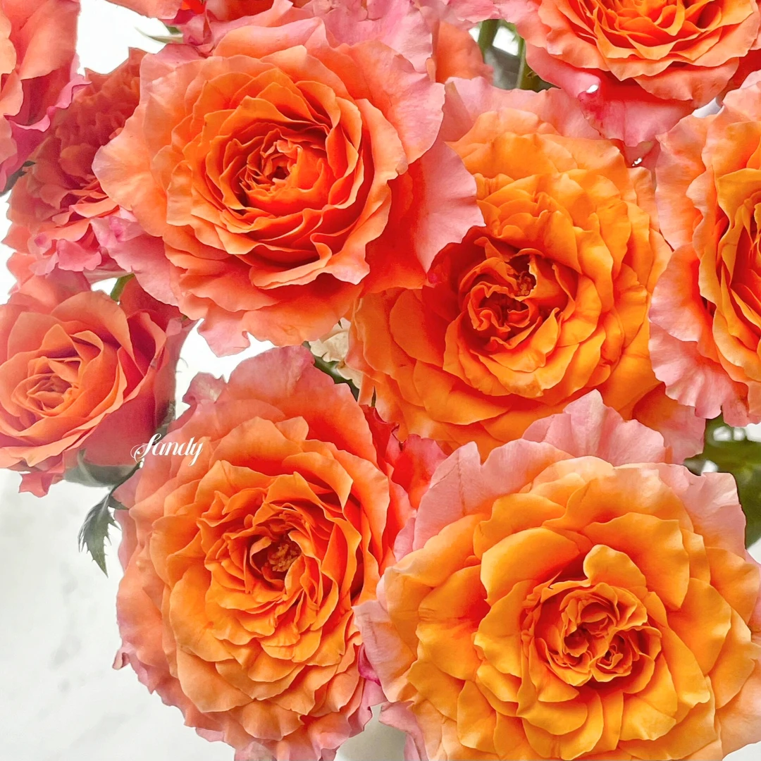 品牌基地AA级  单头火灵鸟玫瑰  任意两单升级顺丰发货