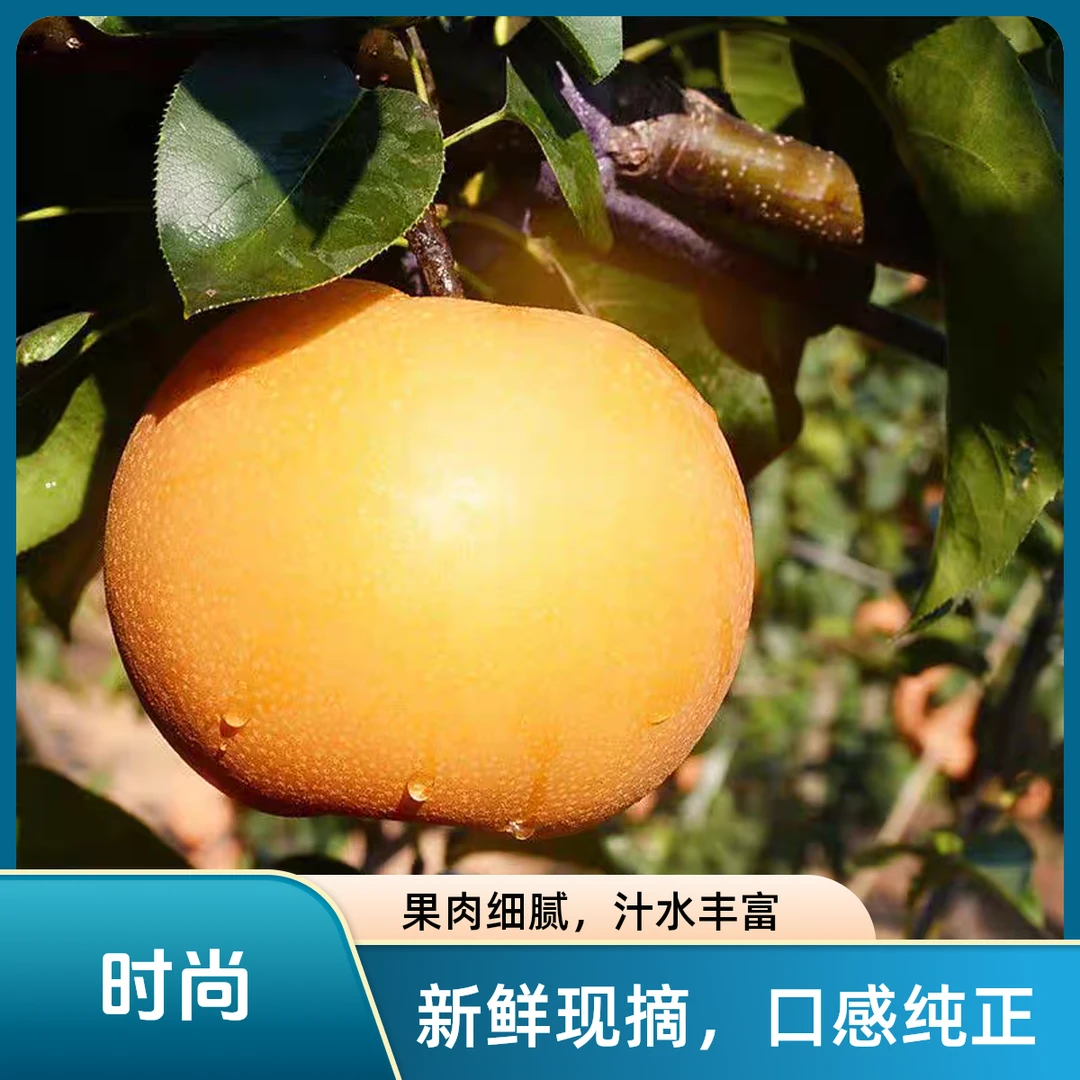 正宗秋月梨冰糖超甜多汁当季热卖细腻成熟纯正黄色汁水超低价口感