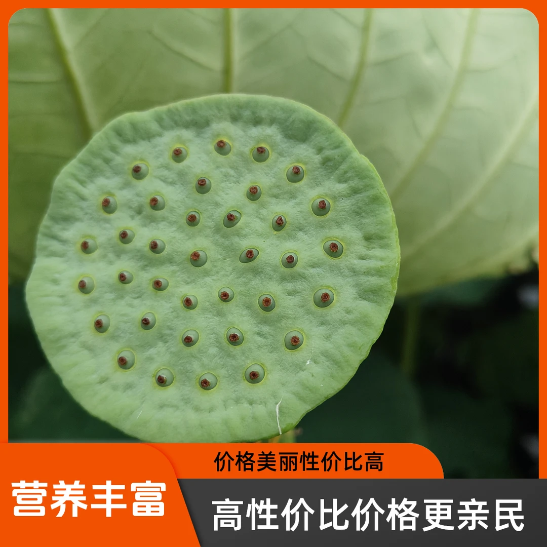 新鲜洪湖莲蓬现摘生吃嫩莲子苏北特产孕妇水果包邮