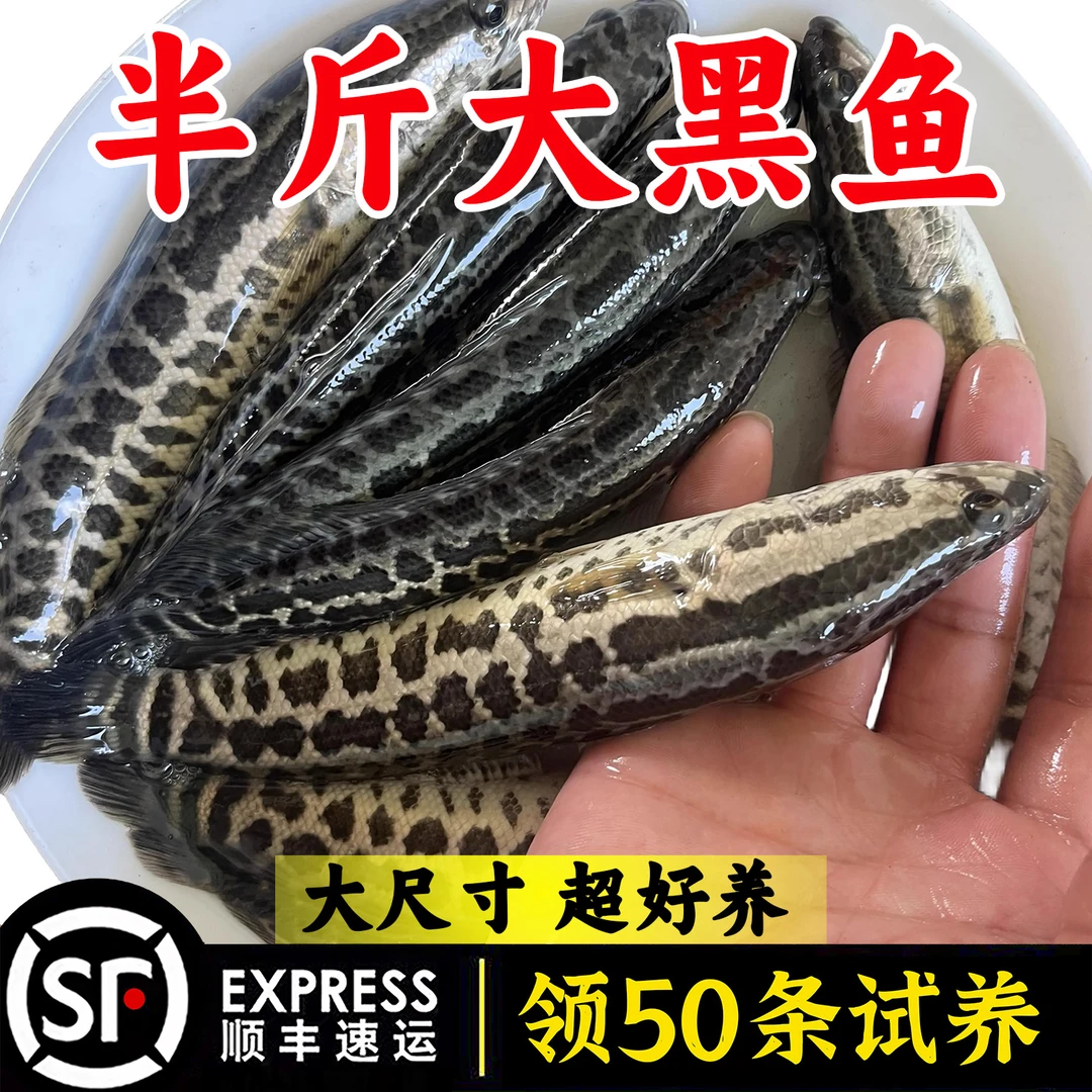 黑鱼乌饲料鱼淡水养殖生鱼活体乌鳢财鱼斑鱼特大凶猛冷水观赏鱼