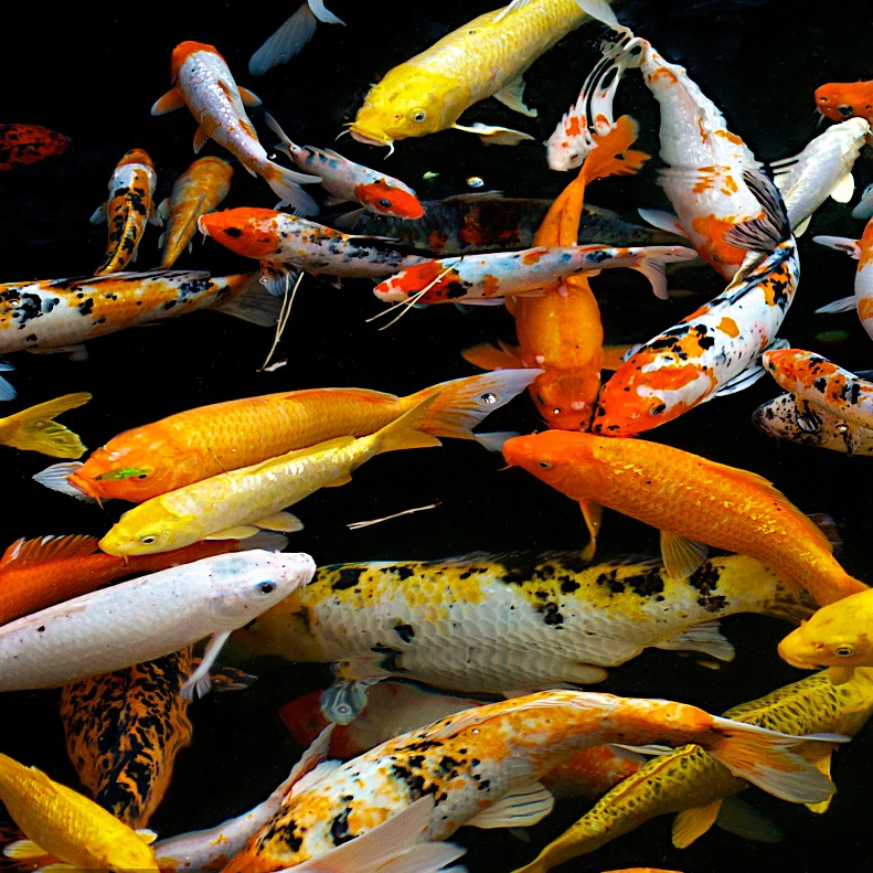 锦鲤鱼金鱼观赏鱼活体冷水纯种红鲤鱼淡水小型好养耐活宠物