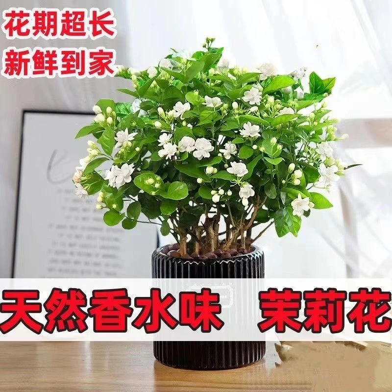 带花发货重瓣特大茉莉花浓香型老桩室外绿植阳台花卉盆栽开花庭院