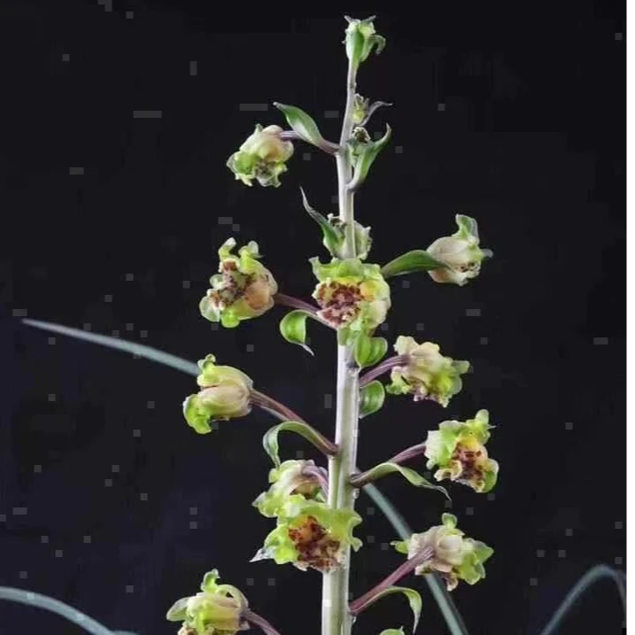 蕙兰老种名品【大白菜】