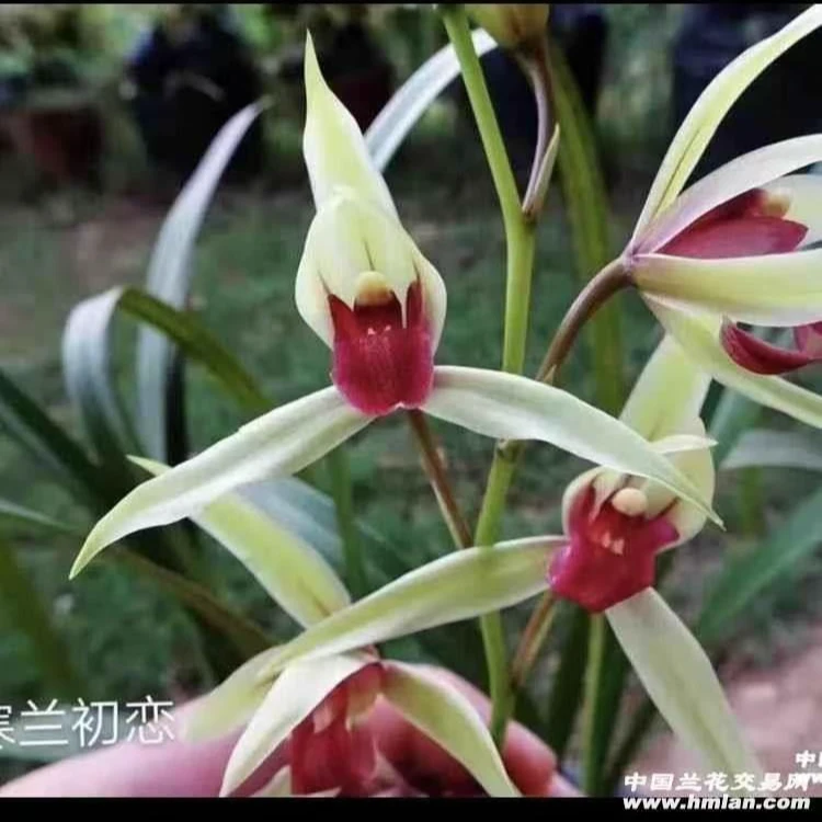 寒兰（初恋）好养易活