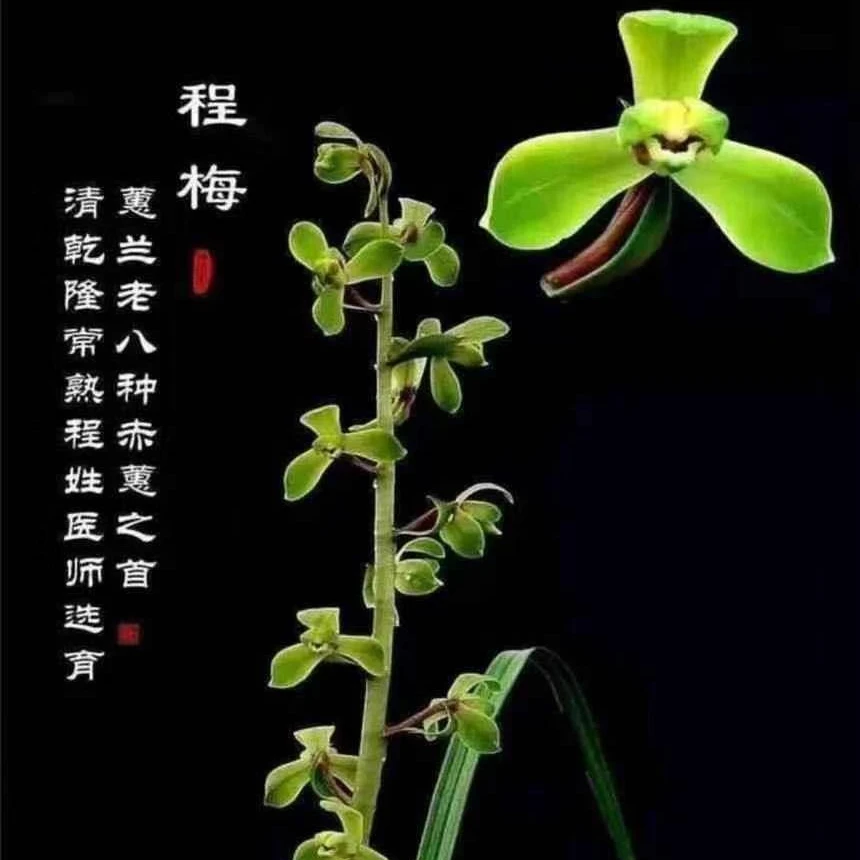 蕙兰老八种名品【程梅】