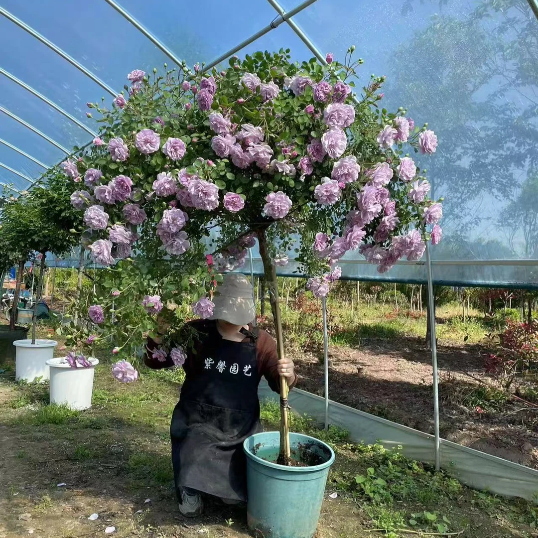 庭院花卉欧月系列大苗（一物一拍）粉色龙沙蓝色阴雨等品种盆栽地栽