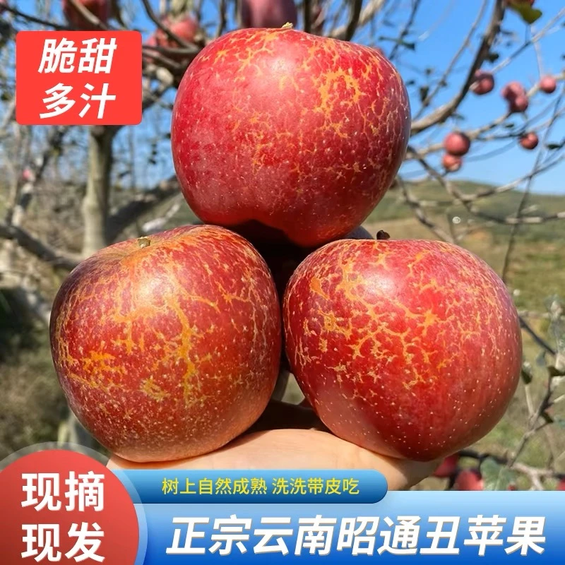 【头茬现摘】2025年云南昭通冰糖心丑苹果当季水果脆甜现摘糖心苹果