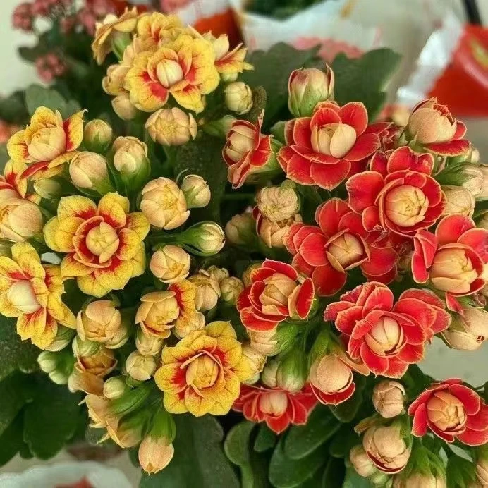 【2盆组合】金狐狸长寿 洛桑长寿 花卉盆栽植物 带花苞 8cm小盆