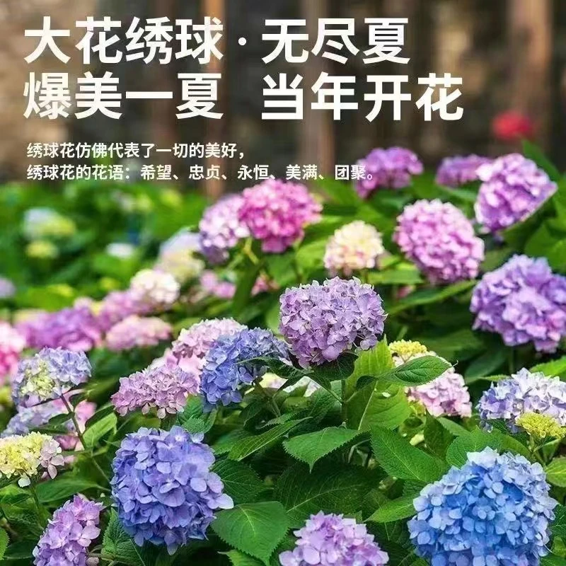 无尽夏绣球盆栽 四季开花 大苗当年开花室内庭院开花盆栽