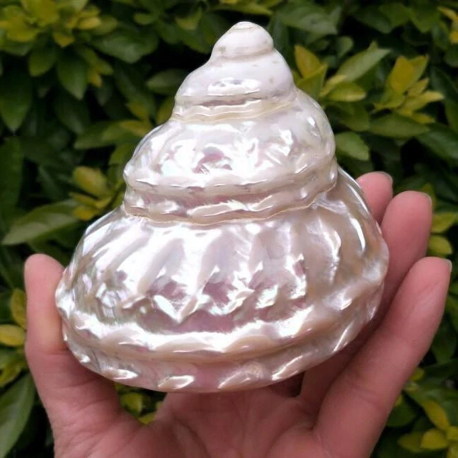 8-10厘米长度炫彩光泽珍珠塔螺 天然海螺 地中海风家居装饰摆件