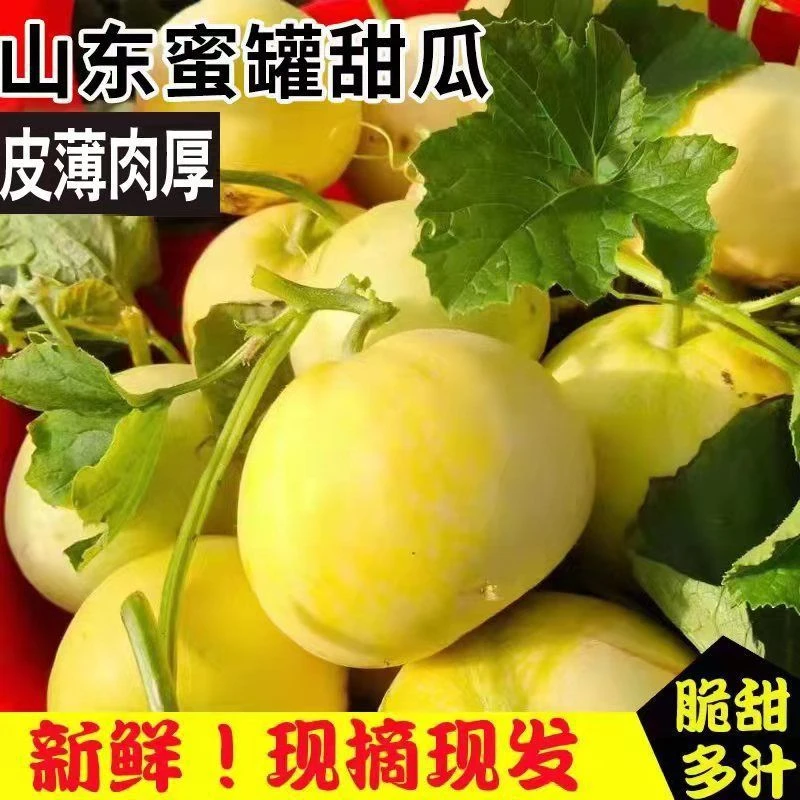 小蜜蜂甜瓜香瓜星甜20蜜罐甜瓜新鲜水果黄金脆瓜产地直发水果礼盒