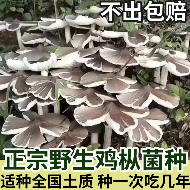 正宗野生鸡枞菌菌种家种云南伞把菇三塔菌夏至菌居家可种食用菌种