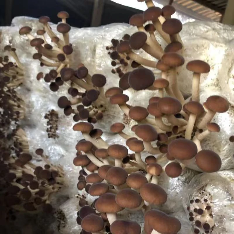 茶树菇菌种家种菌包香菇菌种菌包家庭新鲜室内人工