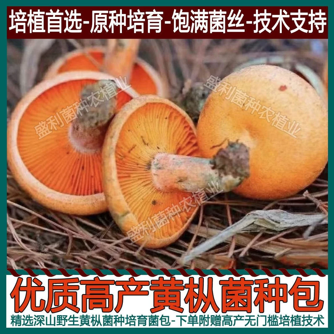 松树菌新鲜菌种包野山菌新鲜野生菌子野蘑菇新鲜松花菌九月香菌包