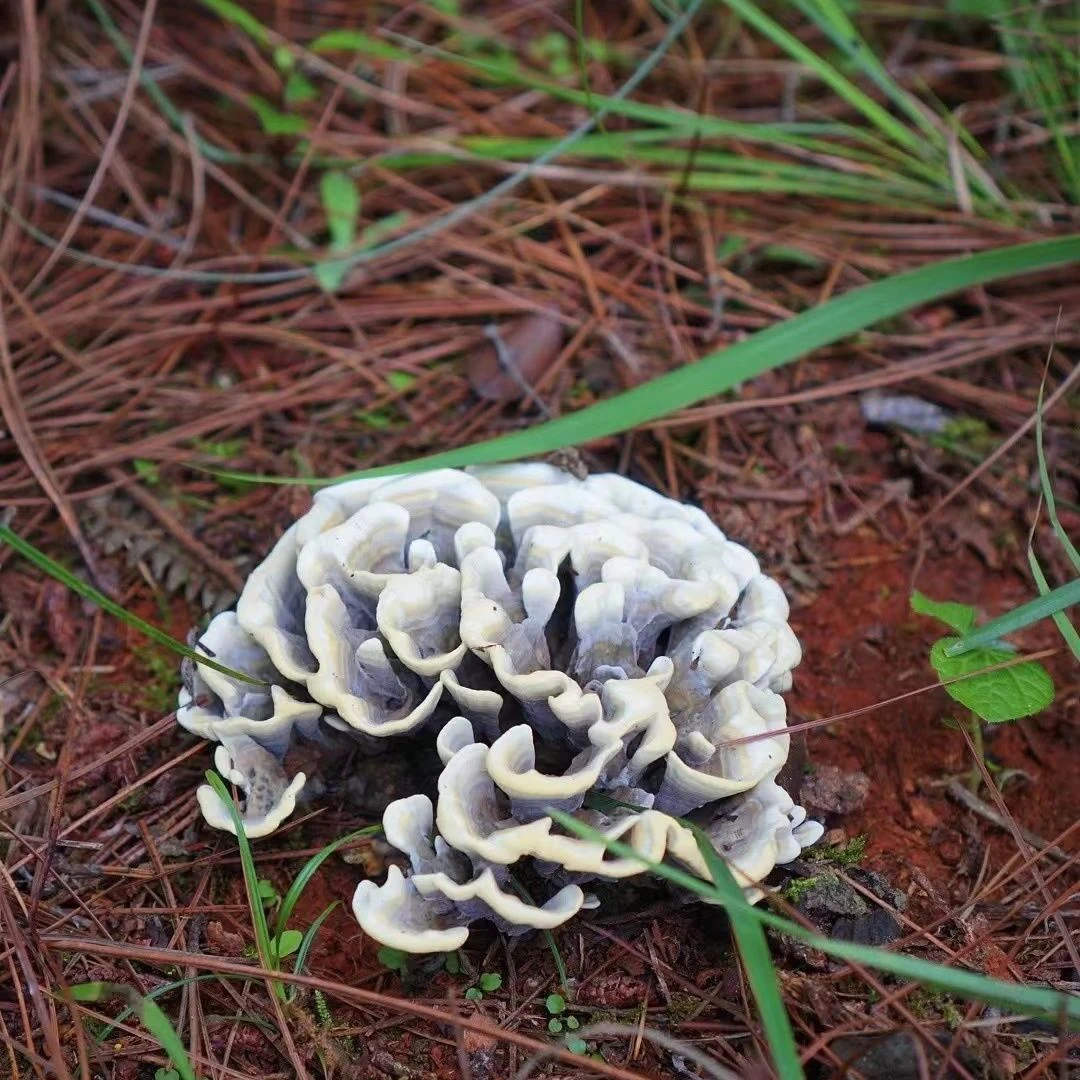 23年爆款干巴菌食用菇绣球菌对花菌马牙菌人工菌土壤种植菌种家种