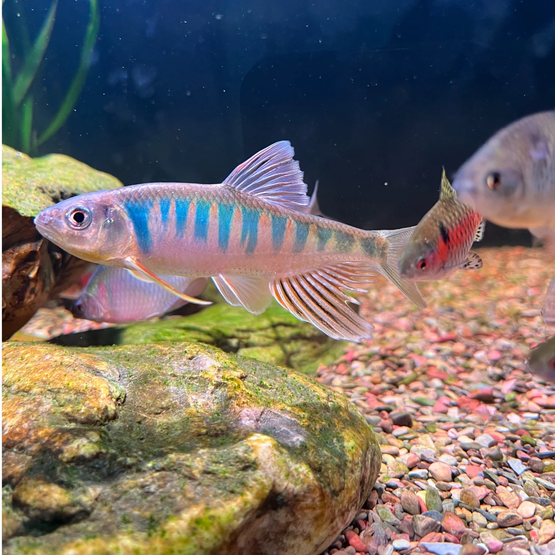 发色长鳍鱲迷你发色长鳍鬣溪哥溪流原生鱼桃花鱼小鱼观赏鱼养鱼