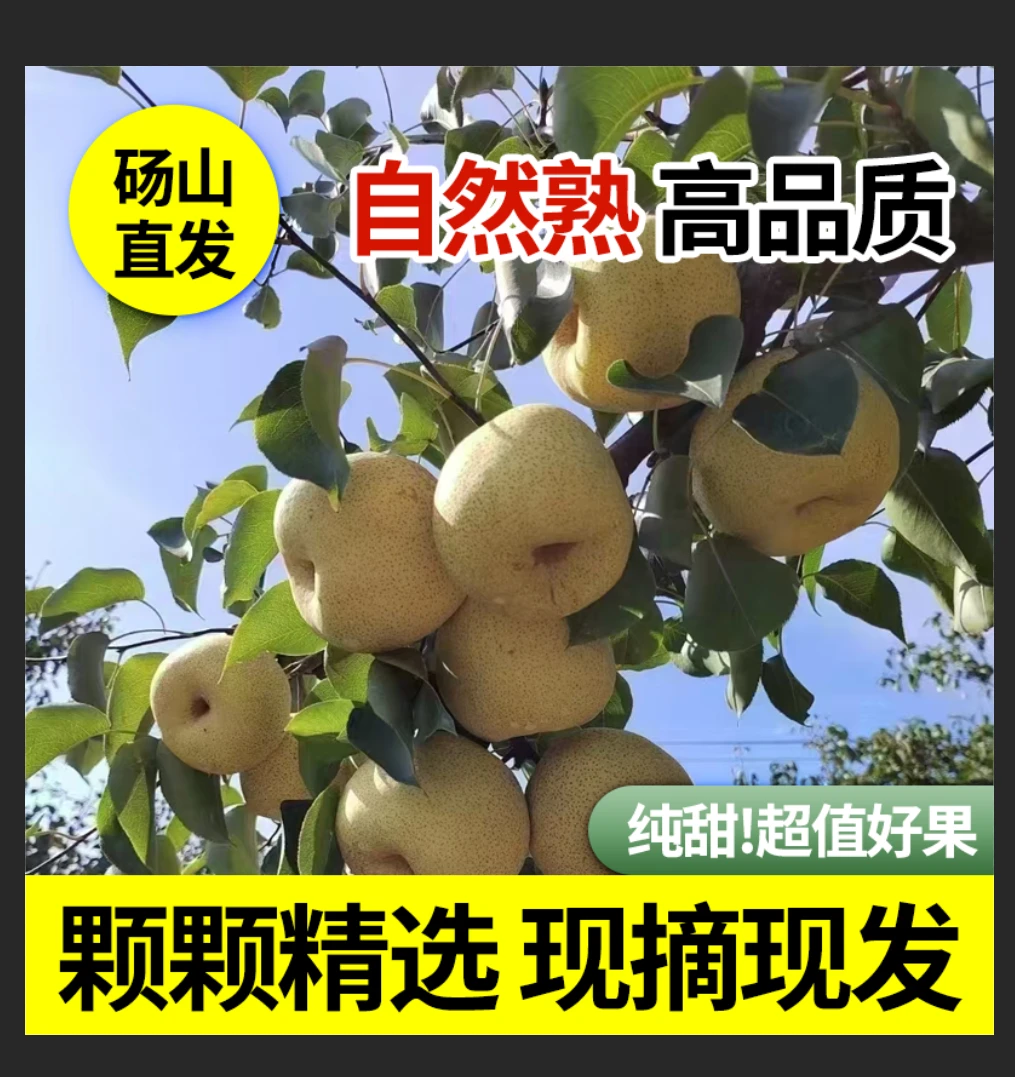 【砀山酥梨】正宗砀山梨原产地砀山县发货皮薄汁多爆汁新鲜采摘发货