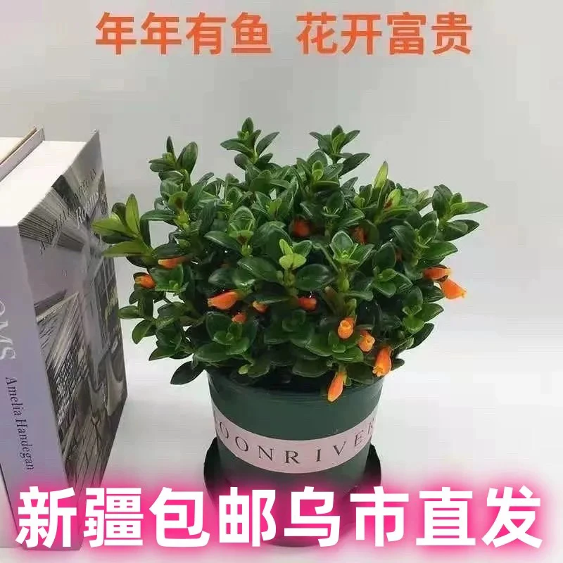 【新疆包邮】金鱼花吊兰盆栽室内花卉常绿水培好养净化空气客厅书房