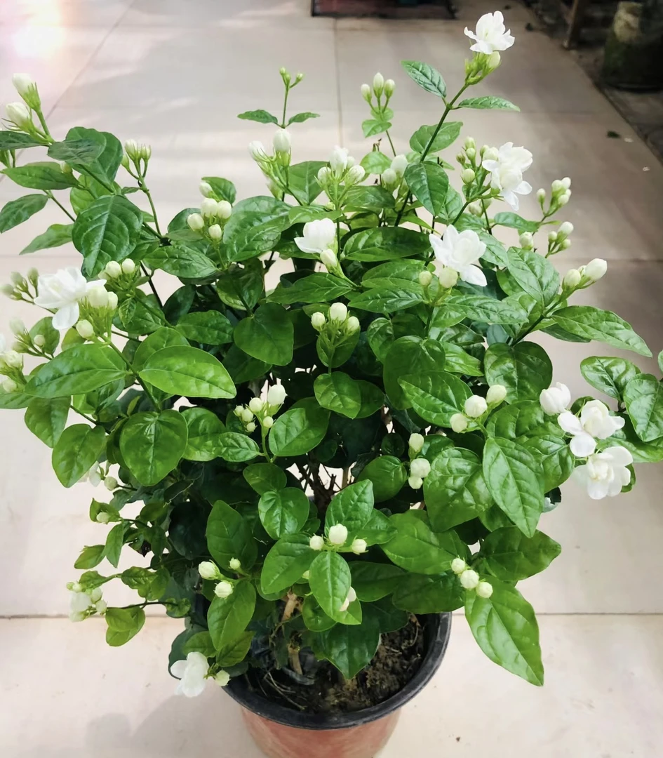 【新疆包邮】大叶重瓣茉莉盆栽花卉带花苞植物室内外花香四溢好养