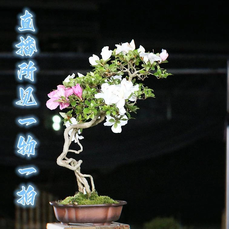100-1000元直播一物一拍盆景杜鹃桩材柏树松树盆景阳台盆景植物