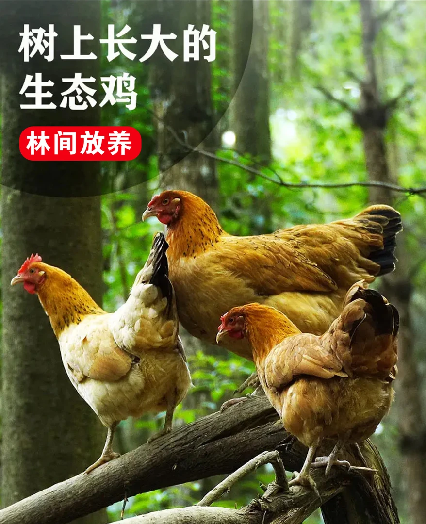 【两只老母鸡】皖南散养黑脚老母土鸡2只5-6斤 包冰率不含冰