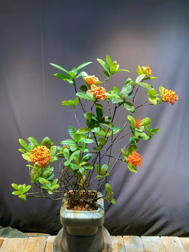 海岛龙船花别名山丹，百日红，仙丹花，木绣球，直播间一物一拍