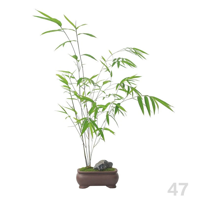 观音竹子苔玉水培绿色苔藓球植物竹子球型办公桌水养绿植四季常青