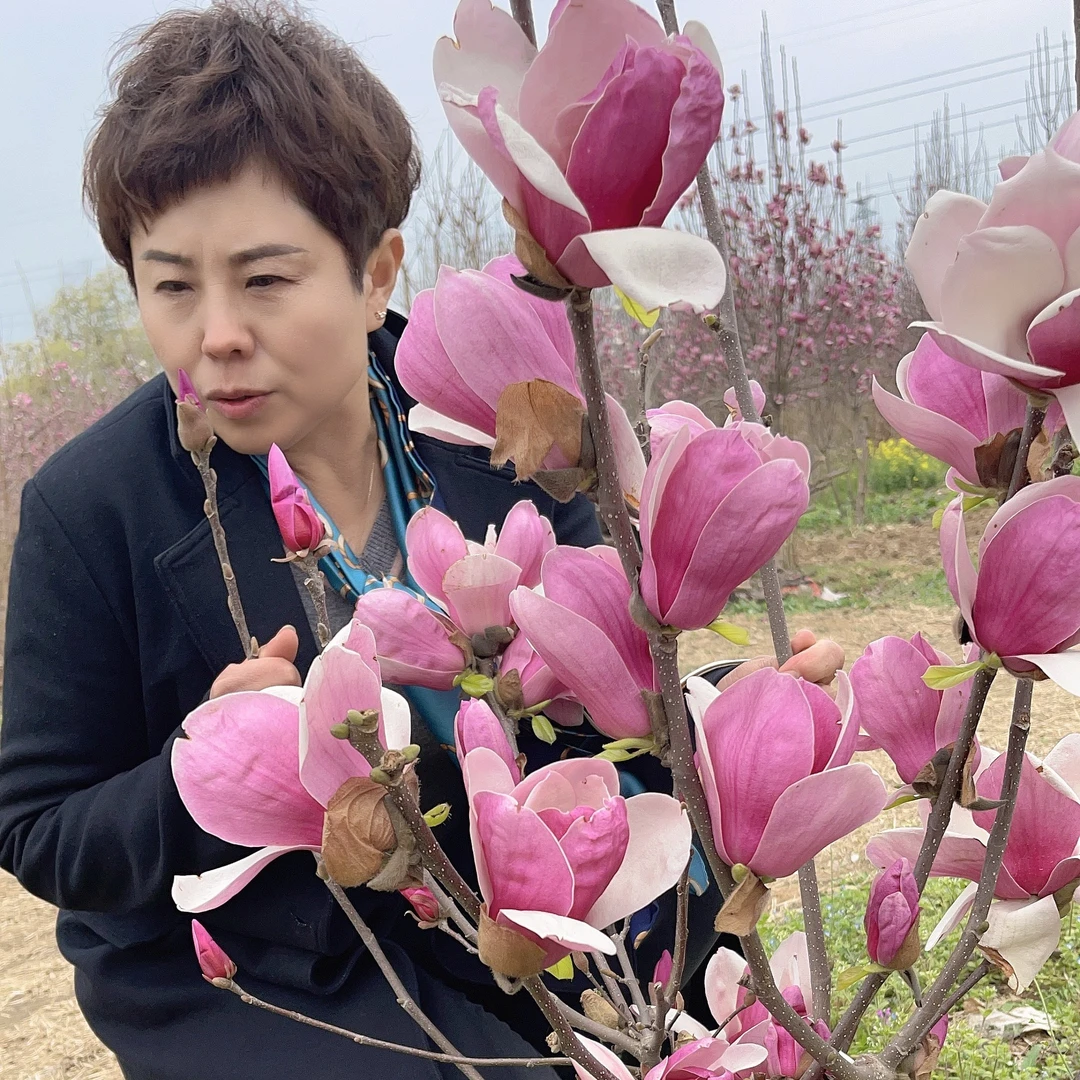 庭院绿化玉兰花树苗鲜花盆栽植物四季耐寒好养风景树室外花卉正宗
