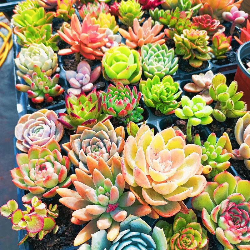 云南多肉花卉植物稀有品种好养易活批发懒人多头多色绿植套餐