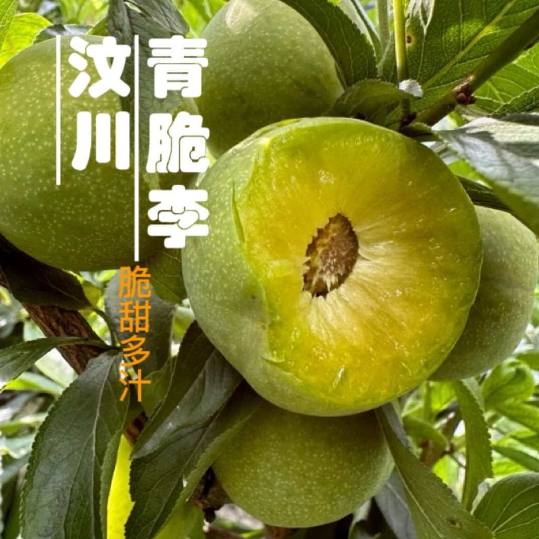 四川汶川青脆李脱骨李冰糖李脆甜李孕妇新鲜水果5斤包邮整箱李子