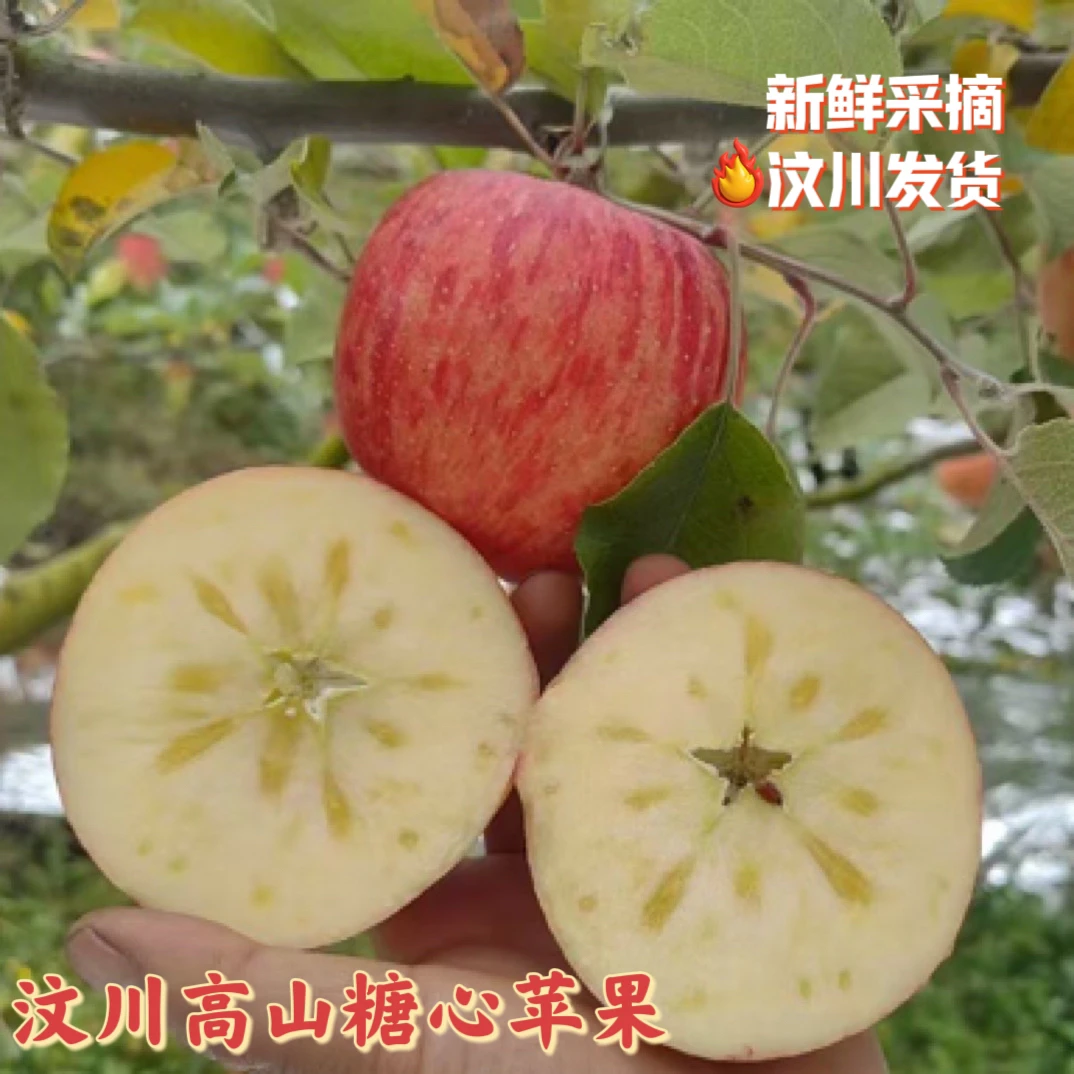 四川阿坝茂县汶川糖心苹果现摘现发新鲜丑苹果
