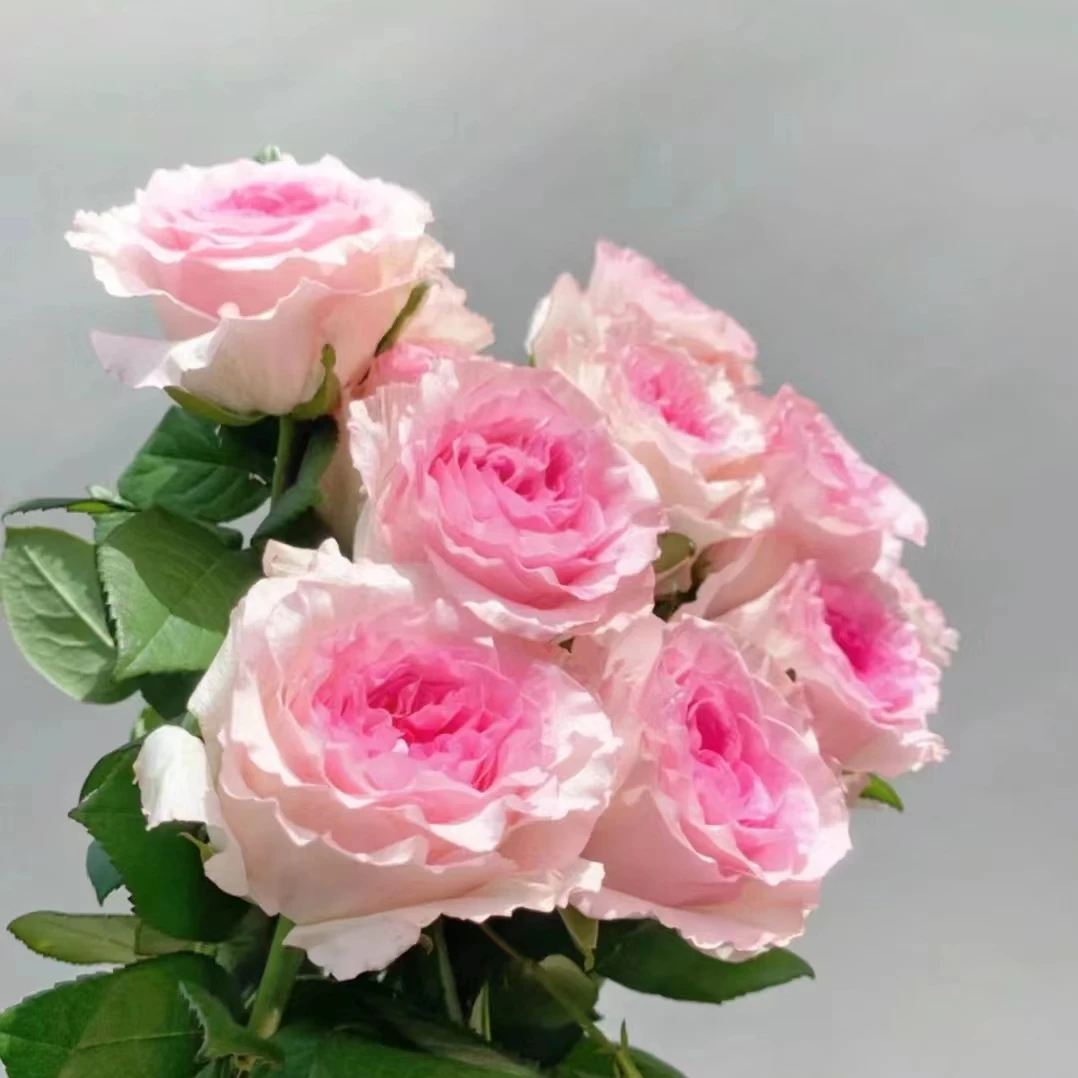 【沈阳付军鲜花】洛神单头玫瑰 新鲜下单快递送货