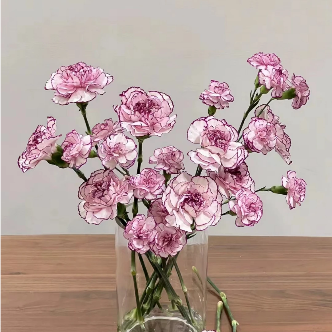 【沈阳付军鲜花】紫精灵单头康乃馨 新鲜下单快递送货