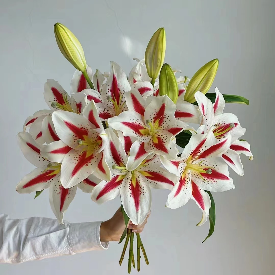 【沈阳付军鲜花】3头笑脸百合 新鲜下单快递送货
