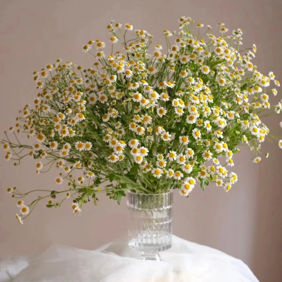 【沈阳付军鲜花】洋甘菊 新鲜下单快递送货
